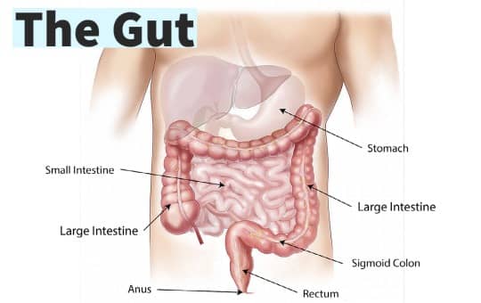 diagram of the gut