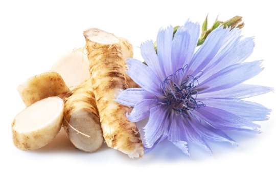 superfoods chicory root