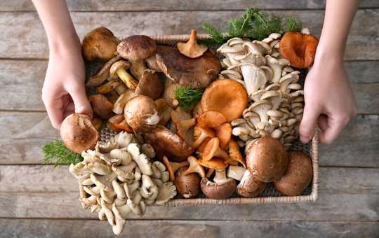 functional mushroom supplements benefits