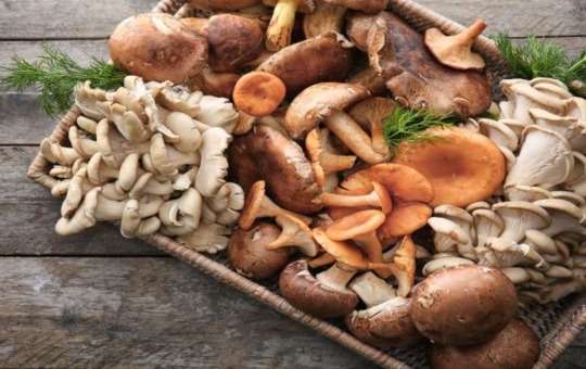 mushroom supplements tips