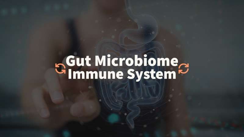 relationship gut microbiome and immune system
