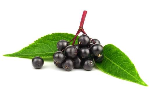 elderberry berries and leaf