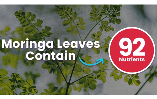 Moringa leaves