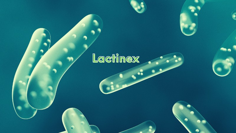 lactinex probiotic supplementation